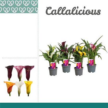 Zantedeschia Mix 2+