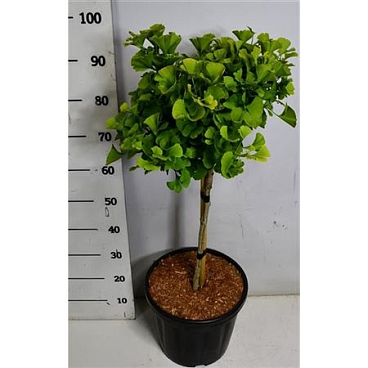Ginkgo Biloba Mariken