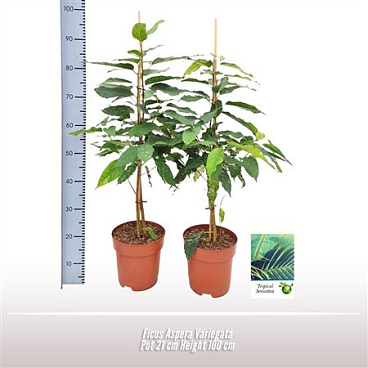 Ficus Aspera Variegata
