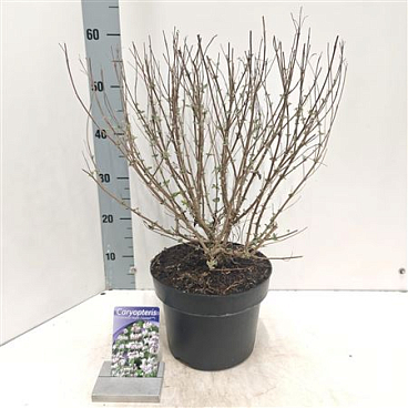 Caryopteris Stephi