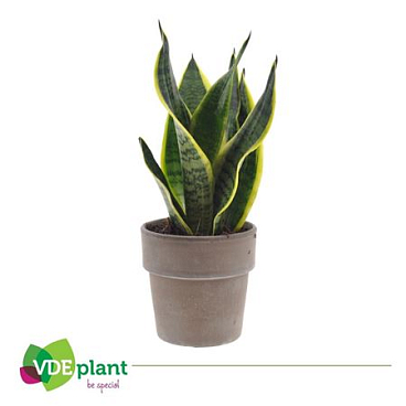 Sansevieria In Terracotta Grey