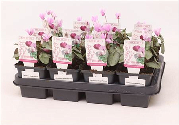 Cyclamen Hed Silverleaf Pink