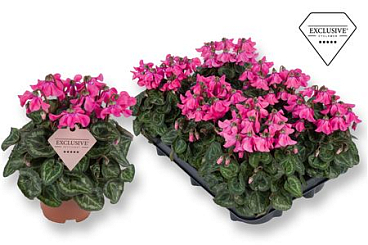 Cyclamen Petticoat Pink (exclusive)