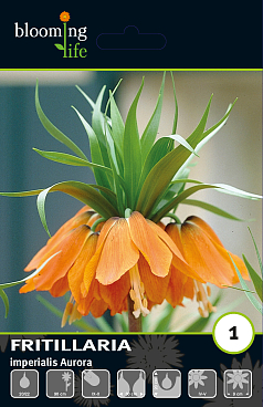 Рябчик императорский Аврора