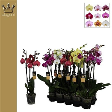 Phal 3st Mix 25+ (bernhard)