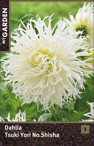 Георгина фимбриата Тсуки Ери Ноу Шиша