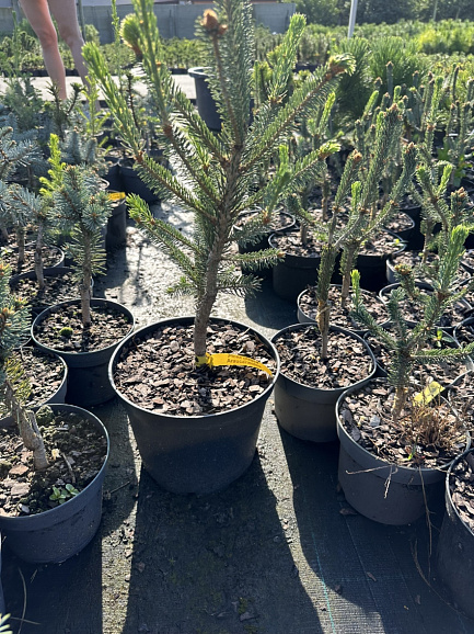 Ель канадская Араукариодес