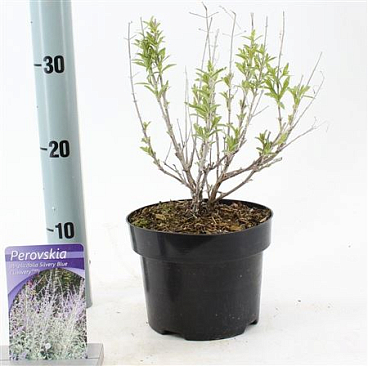 Perovskia Atriplicifolia Silvery Blue Lissvery