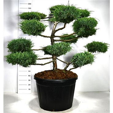 Juniperus Media Hetzii