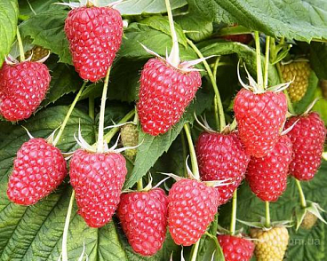 Малина садовая Атлант | Оптовая цветочная компания «Флора Групп» Малина садовая Атлант