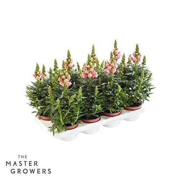 Antirrhinum Majus Pink