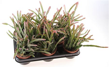 Lepismium Cruciforme Red Tip