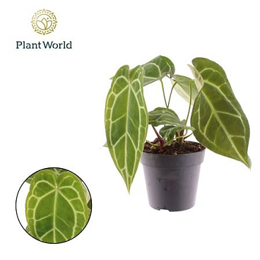 Anthurium Chrystalinnum