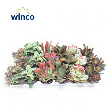 Kalanchoe Mix (deluxe)