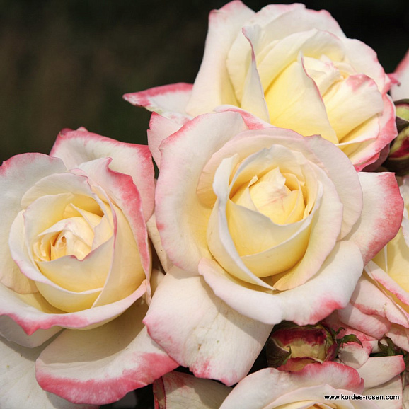 Роза чайно-гибридная Афина