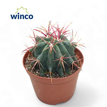 Ferocactus Stainessi