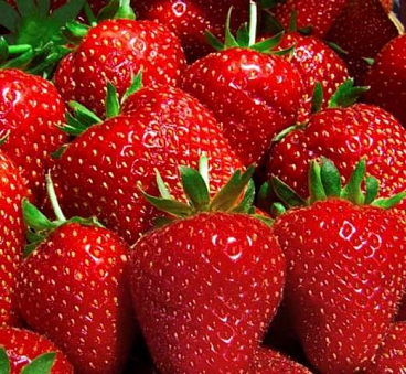 Земляника Берегиня