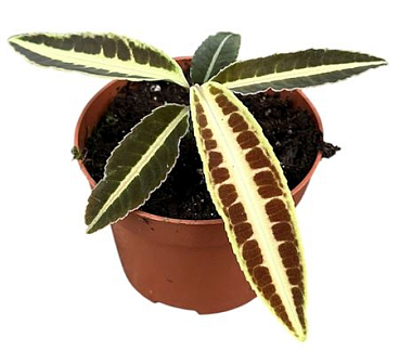 Labisia Jabi