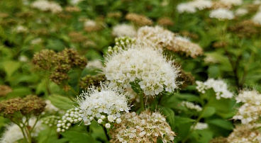 Спирея японская Альбифлора