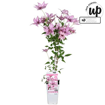 Clematis Big And Easy Pink Giselle