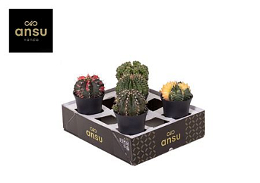 Cactus Exclusive Mix Xl