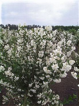 Чубушник Воздушный Десант