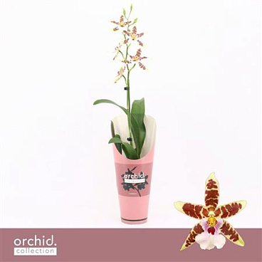 Cambria 1st Renaissance White Orchid Collect