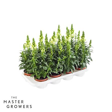 Antirrhinum Majus White