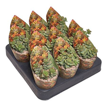 Crassula Brevifolia Potcover