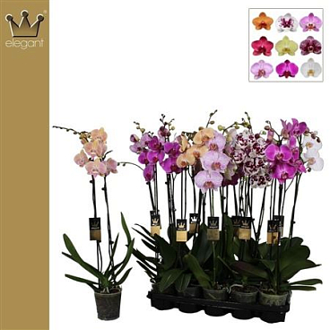 Phal 2st Mix Royal Collection 18+ (bernhard)