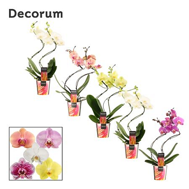 Phal Hurricane 2st Mix 14+ (dec)
