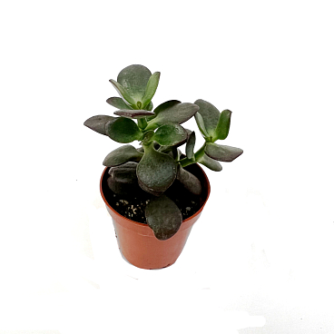 Крассула овата Минор