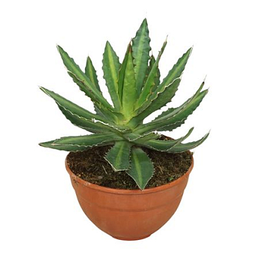 Agave Lophanta