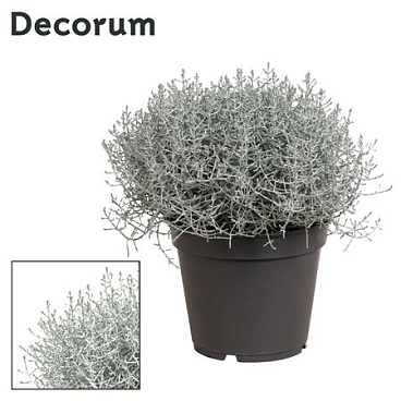 Leucophyta Brownii (decorum)