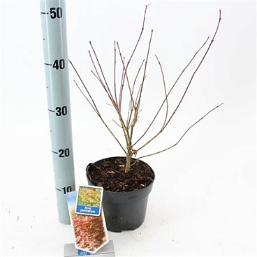 Acer Palmatum