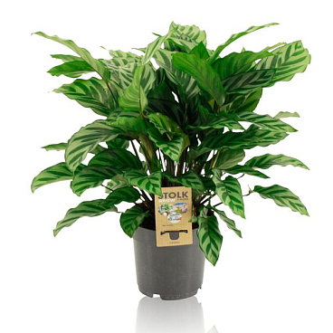 Калатея Фредди