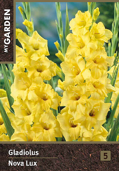 Гладиолус крупноцветковый Нова Люкс