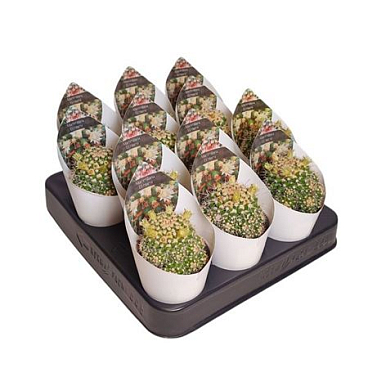 Mammillaria Eichlamii Potcover