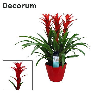 Guzmania Ostara Forma Red (decorum)