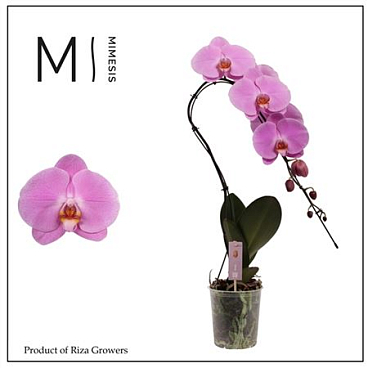 Phal Swan 1st Xl Pink (mimesis)