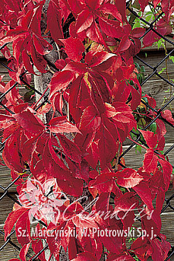 Девичий виноград пятилисточковый