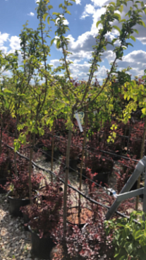 Яблоня Ред Сентинел штамб 120