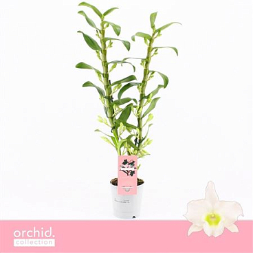 Dendr Nob 2st Apollon Orchid Collection