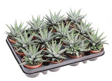 Haworthia Fasciata Concollor