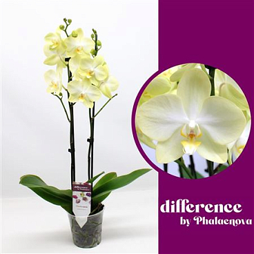 Phal 2st Amadeus 18+ (phalaenova)