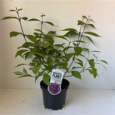 Callicarpa Bodinieri Profusion