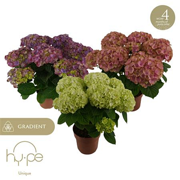 Hydrangea Ma Hi Long-lasting Mix 7+ (hy-pe)