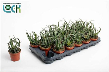 Aloe Maidu