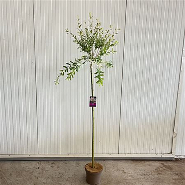 Salix Int Hakuro Nishiki On Stem