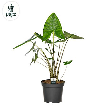 Alocasia Zebrina P35 (air So Pure)